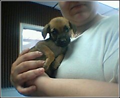 pup.jpg